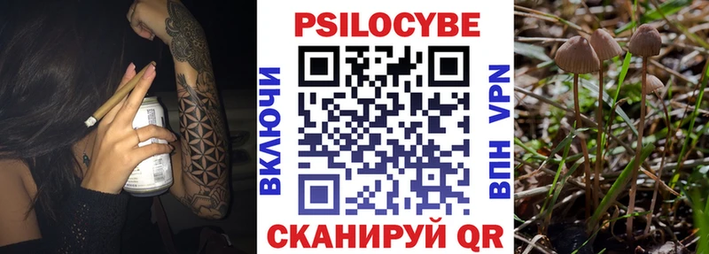Псилоцибиновые грибы Cubensis  Купить  Карабаш 